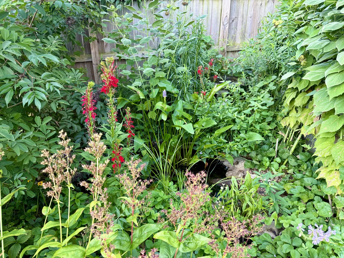 Cardinal Flower